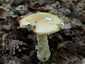 Sárga galóca (Amanita gemmata), Őrség